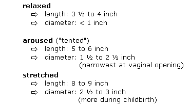 average_vagina_size.gif