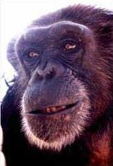 chimpanzee: extremely unfaithful