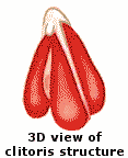 3D view of clitoris