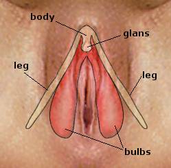 clitoris structure