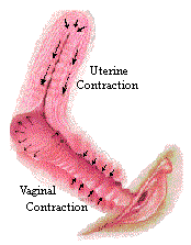 Vaginal contractions during female orgasm