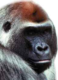 gorilla: monogamous and faithful