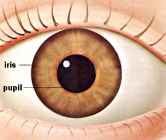 changes in pupil diameter