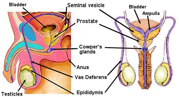 semen production and ejaculation volume