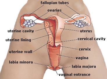 Internal view of the female sexual organs