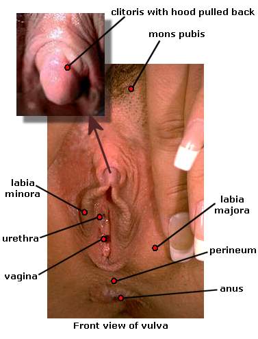 Front view of vulva and vagina