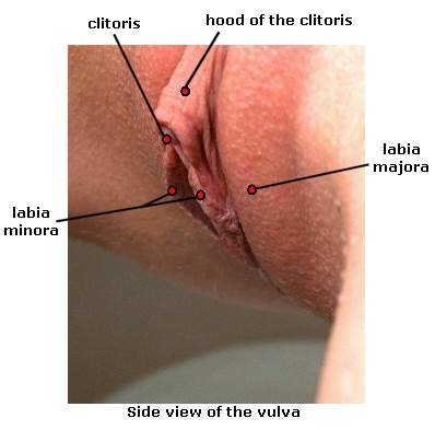 Side view of vulva